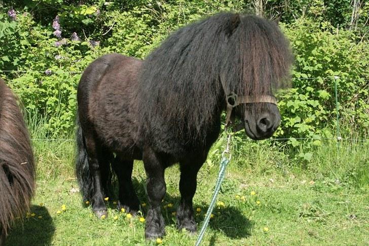 Shetlænder Tarzan Klinkenbjerg billede 2