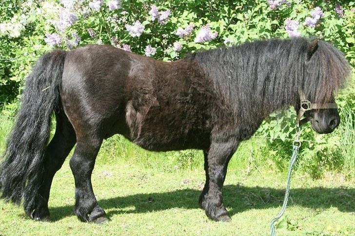 Shetlænder Tarzan Klinkenbjerg - Her er han lidt for tyk.. :) billede 3