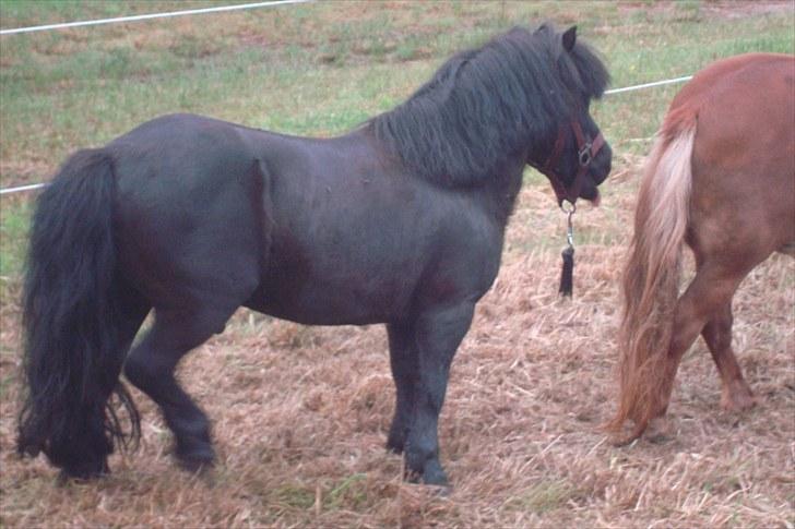 Shetlænder Tarzan Klinkenbjerg - Hun  er faktisk lidt lækker :D billede 7