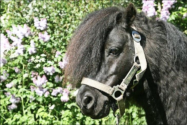 Shetlænder Tarzan Klinkenbjerg billede 8