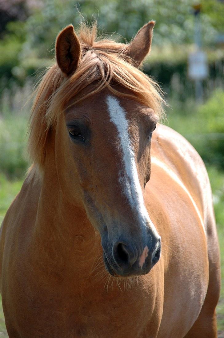 New Forest Magic Skønager | Passer - Velkommen til Magic´s profil | Foto: Freia Jensen(Mig) | MÅ IKKE KOPIERES! billede 1