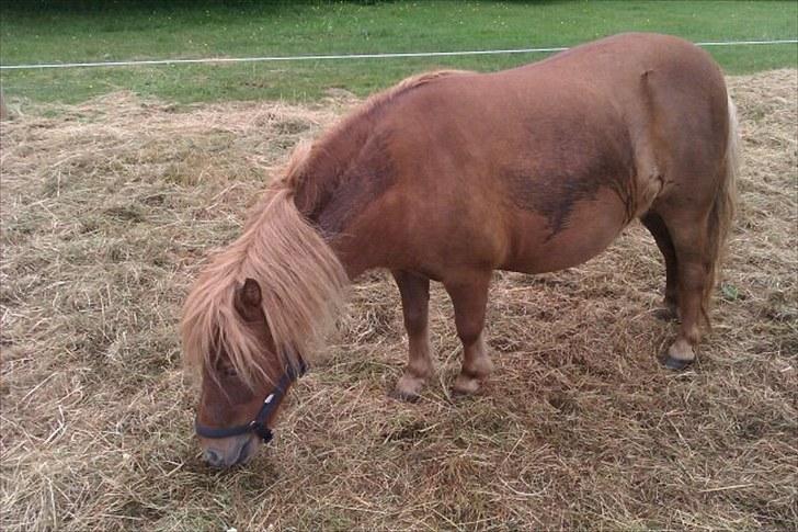 Shetlænder Dejbjerggårds Lotte SOLGT billede 1