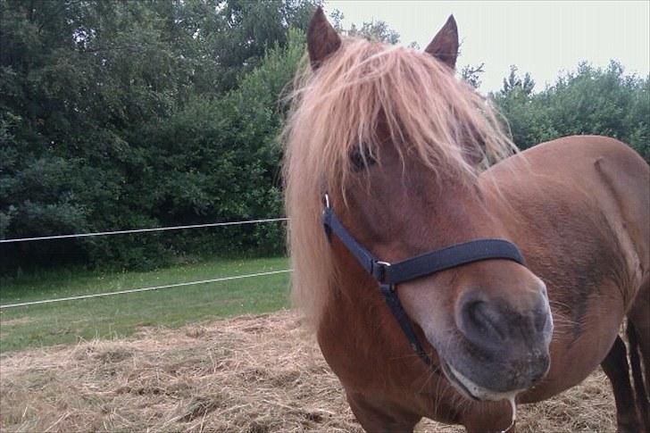 Shetlænder Dejbjerggårds Lotte SOLGT billede 2