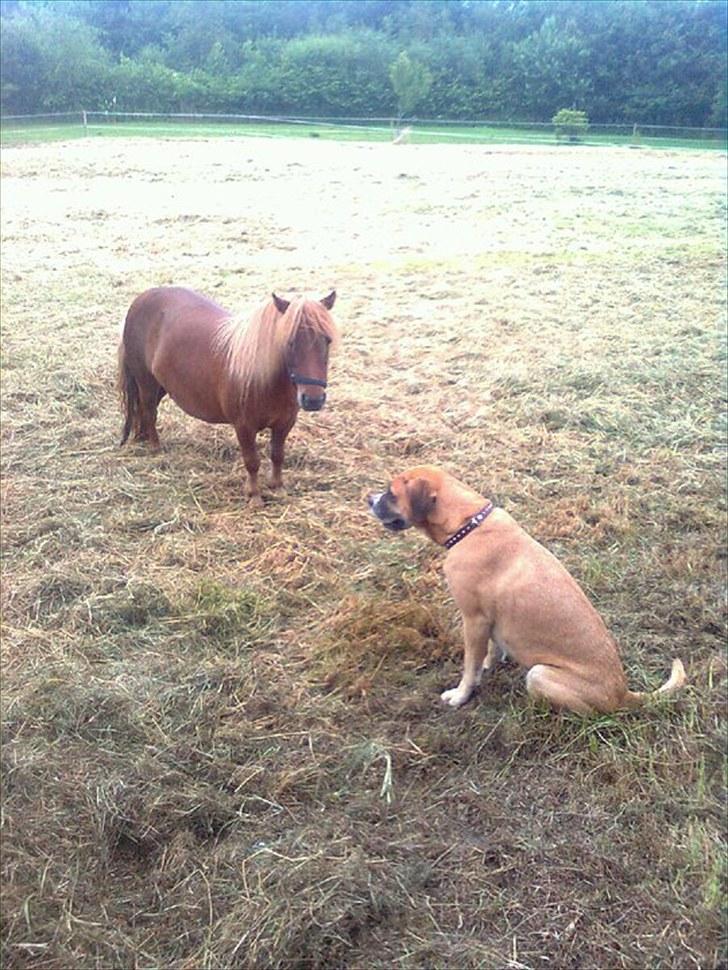 Shetlænder Dejbjerggårds Lotte SOLGT billede 3