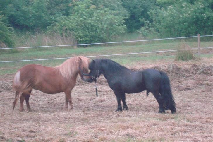 Shetlænder Dejbjerggårds Lotte SOLGT billede 4