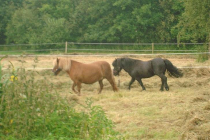 Shetlænder Dejbjerggårds Lotte SOLGT billede 5