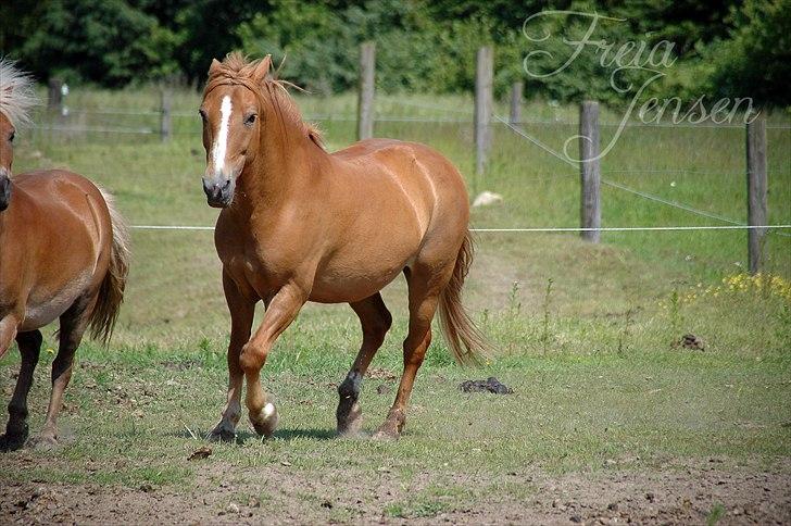 New Forest Magic Skønager | Passer - Jeg indhenter dig Frode! | Foto: Freia Jensen(Mig) | MÅ IKKE KOPIERES! billede 5