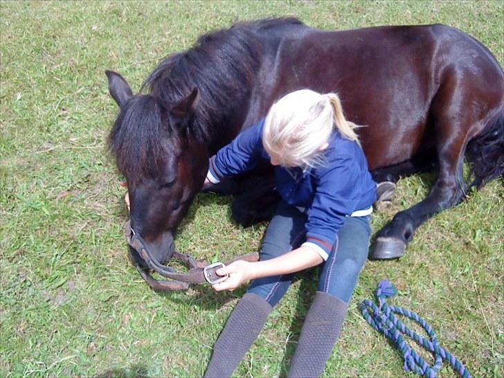 Anden særlig race Martello *B-Pony* *SOLGT!* billede 18