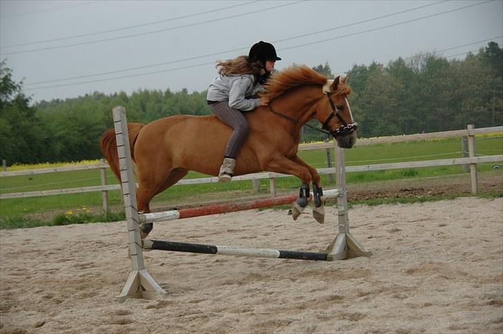 New Forest Magic Skønager | Passer - Magic og Helena i flyvende stil over et spring | Foto: Freia Jensen(Mig) | MÅ IKKE KOPIERES! billede 7