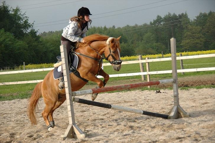 New Forest Magic Skønager | Passer - Han elsker hopning ;-) | Foto: Freia Jensen(Mig) | MÅ IKKE KOPIERES! billede 8