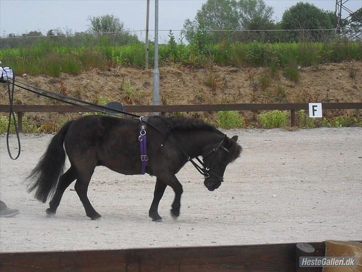 Dansk Miniature Schack´s After Mee billede 6