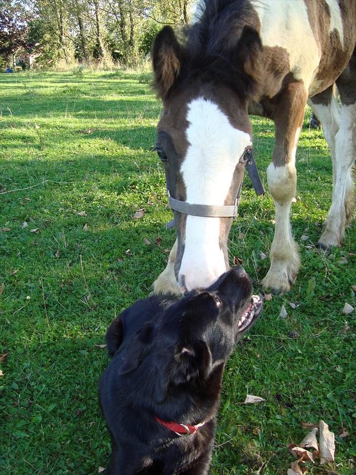 Irish Cob Villy Solgt - 28/8 Jeg aer lige hundsi... billede 2
