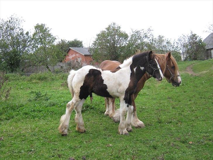 Irish Cob Villy Solgt - 2/10 2010 billede 3