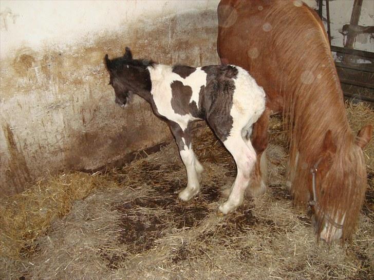 Irish Cob Villy Solgt billede 5