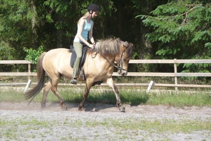 Islænder sóley fra Dalgård billede 16