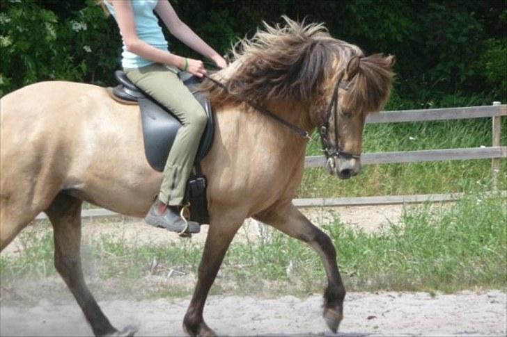 Islænder sóley fra Dalgård billede 17