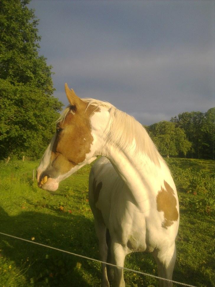 Anden særlig race Gaudi - Så smuk han er billede 7