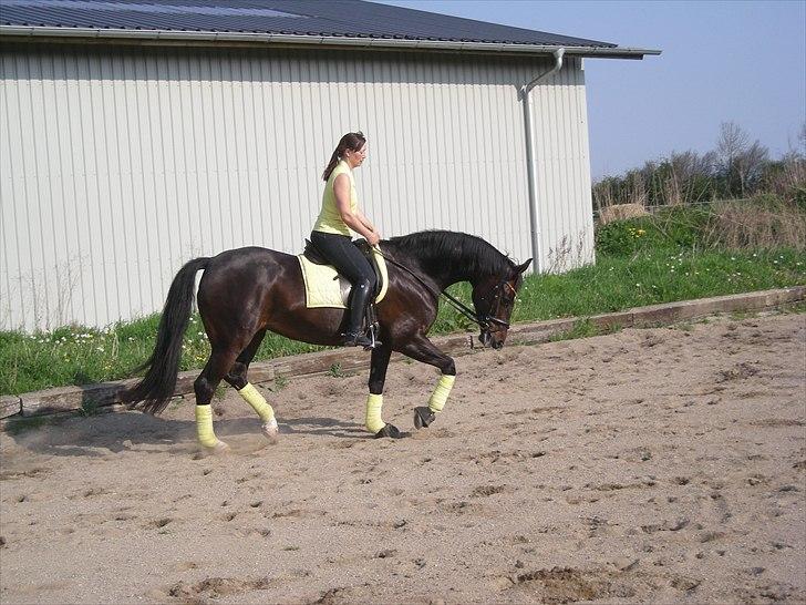 Hannoveraner Dreamgirl 11.04.2003-22.09.2012 - Påske 2011- aftravning billede 8