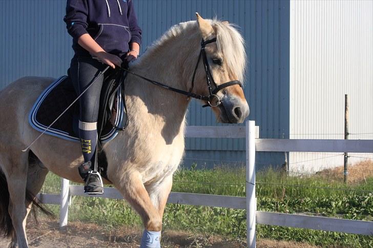 Shetlænder Aspera"s Eriska billede 10