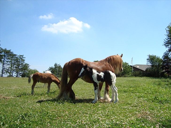 Irish Cob Villy Solgt billede 6