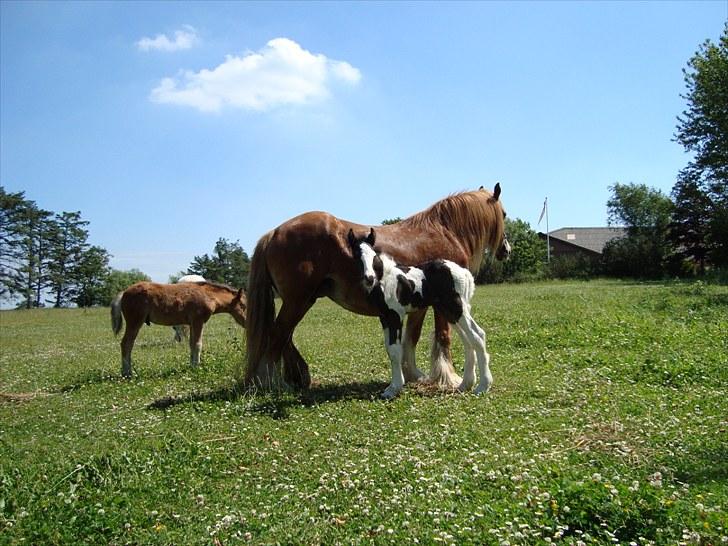 Irish Cob Villy Solgt billede 7