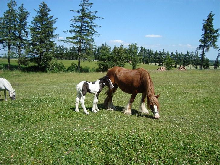 Irish Cob Villy Solgt billede 8