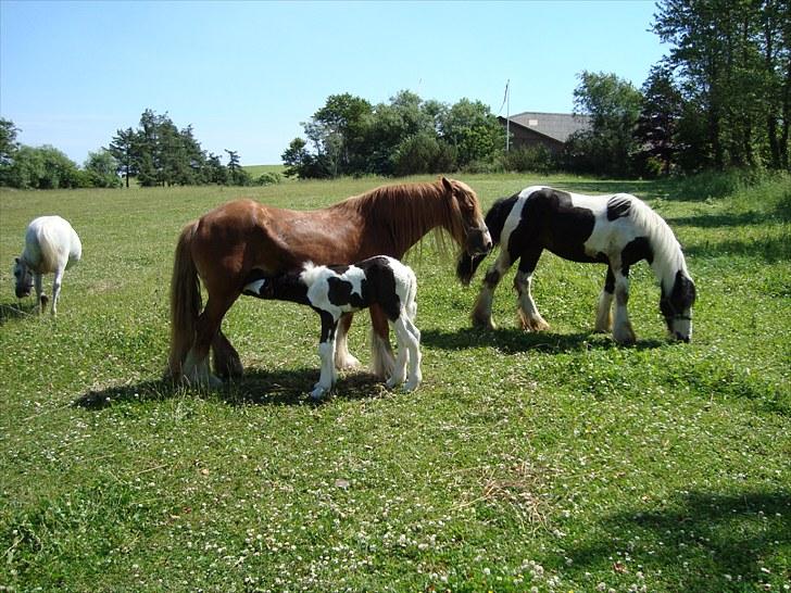 Irish Cob Villy Solgt - Mig og brormand... Og mor... billede 9