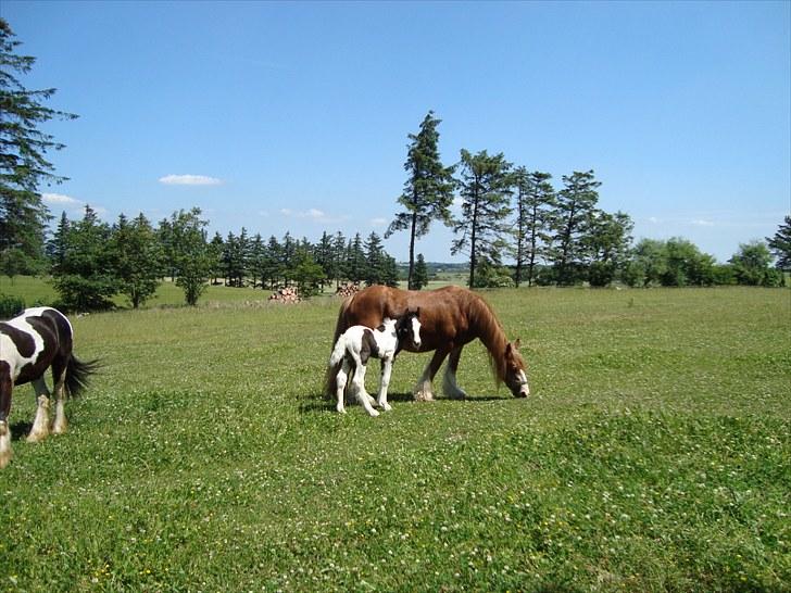 Irish Cob Villy Solgt billede 10