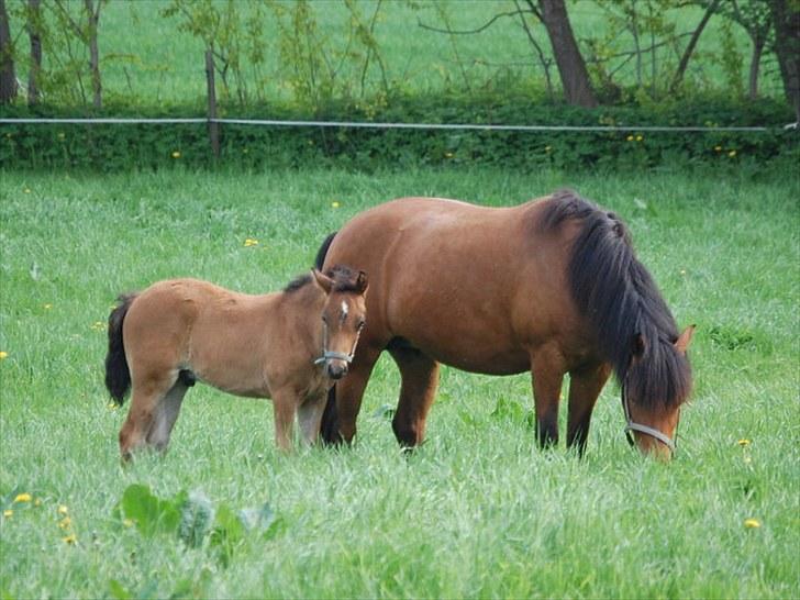 New Forest Lundemarksgårds Tengel - Tengel & Saga på folden billede 13