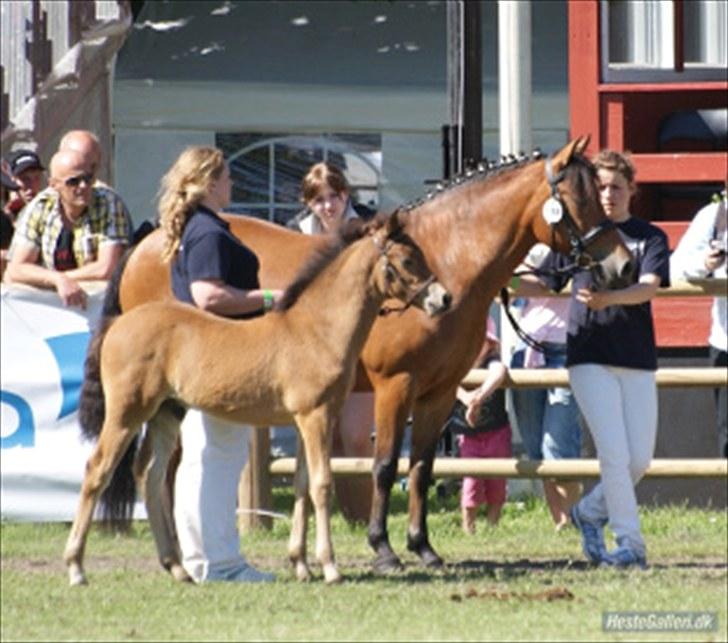 New Forest Lundemarksgårds Tengel - Saga & Tengel til Roskilde Dyrskue hvor Tengel blev BEDSTE NEW FOREST FØL billede 17