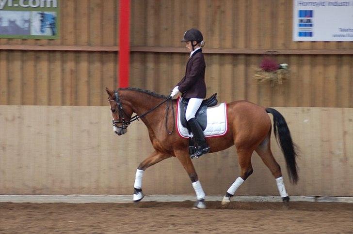 DSP Skovly's Mendoza-Brown ¤Prinsessen¤ - Første stævne, vandt LD 1 med 70,67% og vandt LD 2 med 68,86% Mester fotograf: Katja billede 12