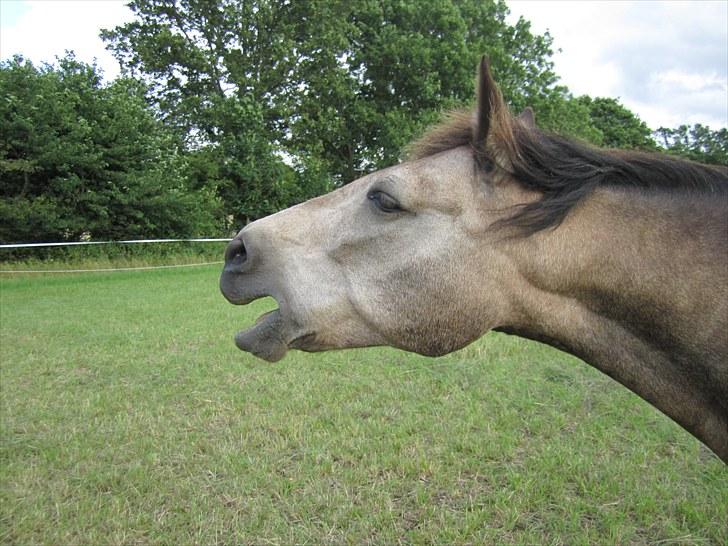 Connemara Goldie - Jeg bliver aldrig træt af at være sammen med dig ;) billede 9