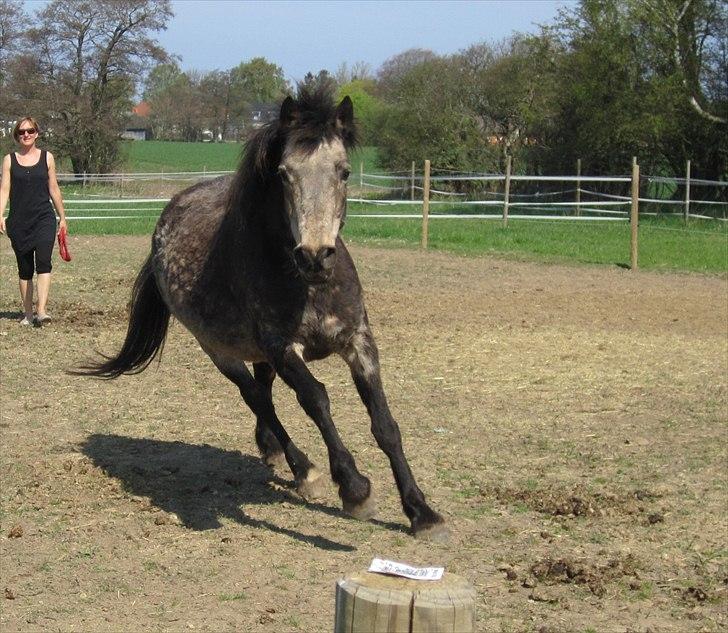 Connemara Goldie - Tøsen på vej til græs ;) <3 April 2011 billede 11