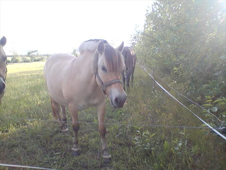 Fjordhest Nette <3 (mor til Molli) •himmelpony• - nette på fold den 8/7 2010 :P billede 10
