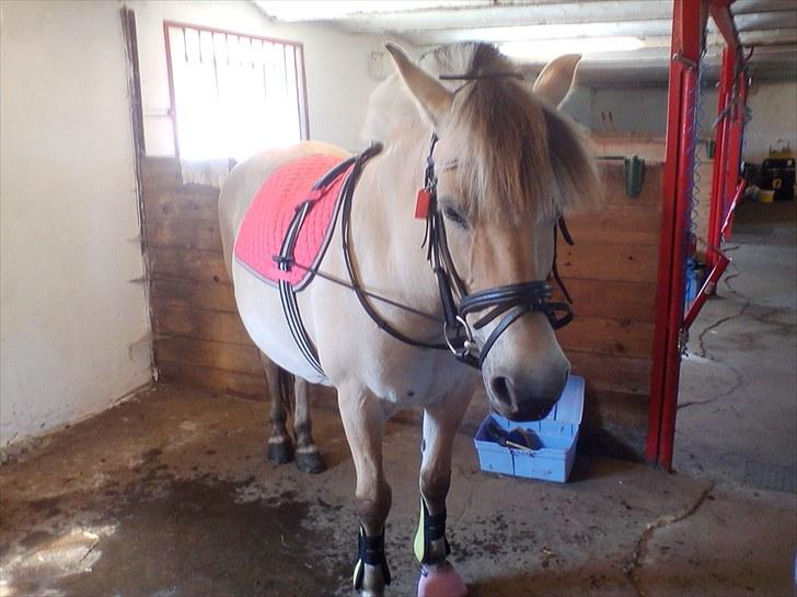 Fjordhest Nette <3 (mor til Molli) •himmelpony• - nette <3 på vej til at blive longeret ;) billede 11