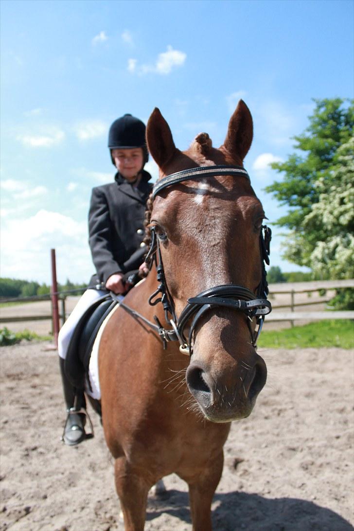 New Forest Simba Grisen <333333 - Til vores første stævne sammen :) Du var så god! billede 15