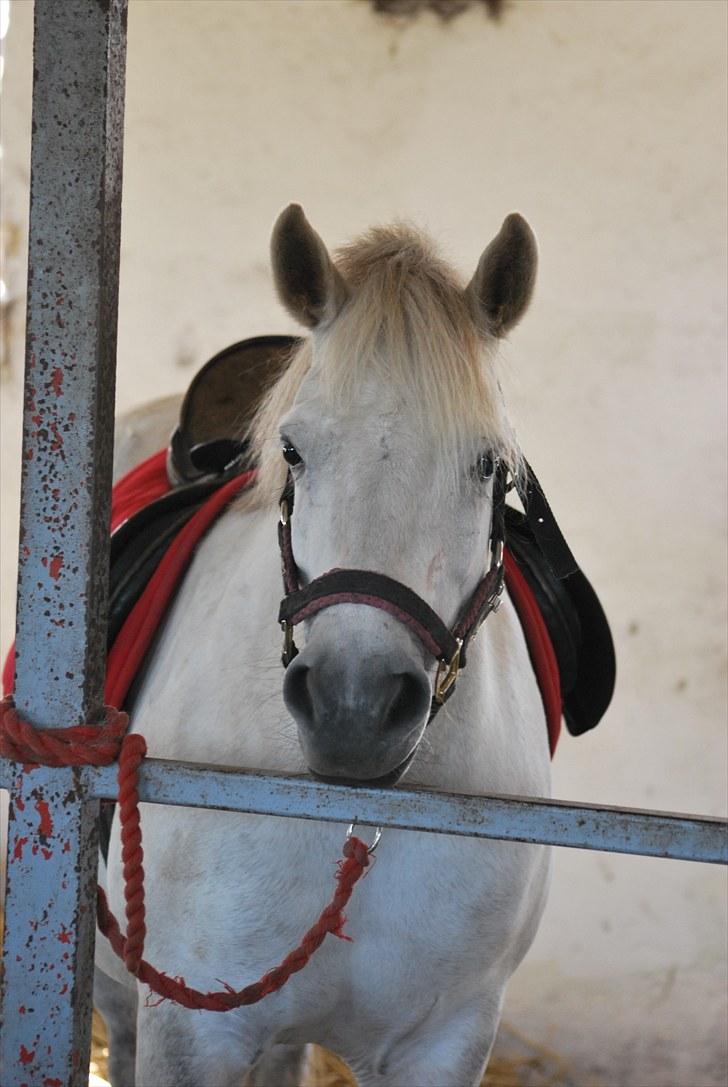 Anden særlig race Lísé<3  - lise i stalden inden vi skal ride (;<3 billede 16