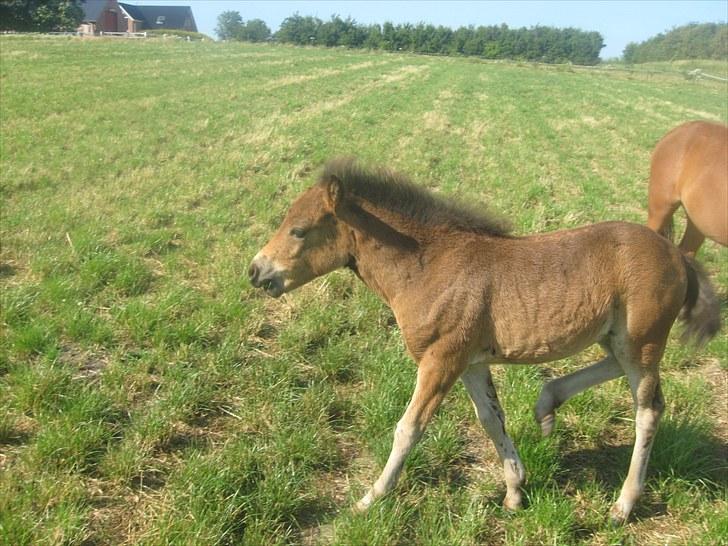 Anden særlig race Quite a Pearl billede 8
