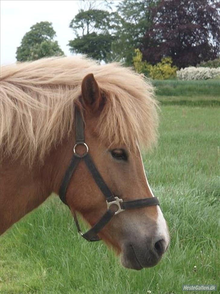 Islænder Sóley fra Lille Nørregård - TAK FOR Billedet bette...3> billede 17