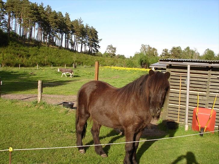 Islænder Blakkur frá Landeyjum - billede fra 2010 billede 17