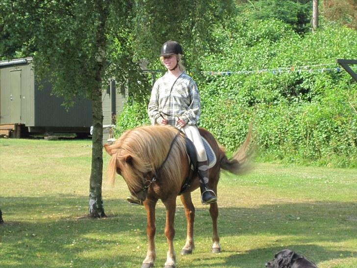 Islænder Mundilfari frá Meldgaard - Blesi og Jeg i Ebeltoft<3 Elsker dig min søde hest! billede 10
