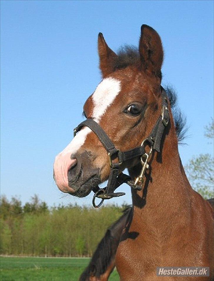 New Forest Romeos Geiger - Geiger som føl:-) billede 3