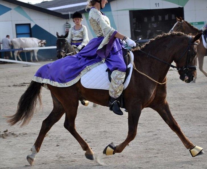 New Forest Brentebjergs 007 <33 billede 9