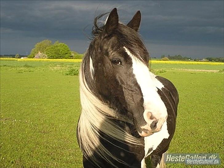 Tinker  Mama Danger. billede 10