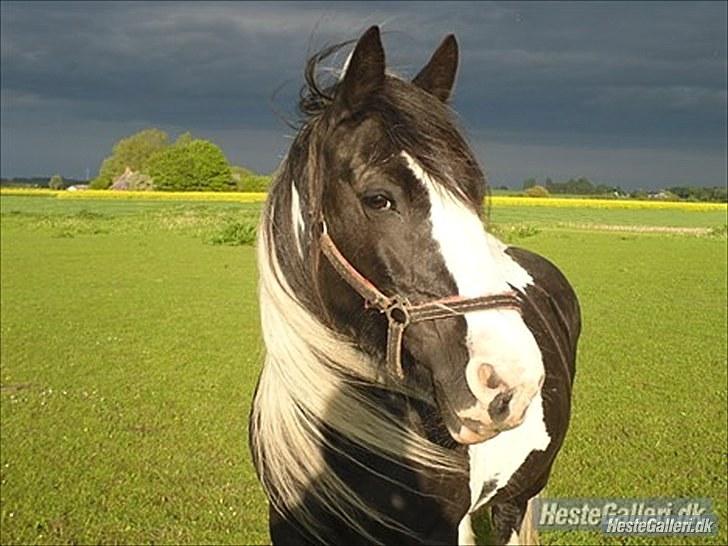 Tinker  Mama Danger. billede 11