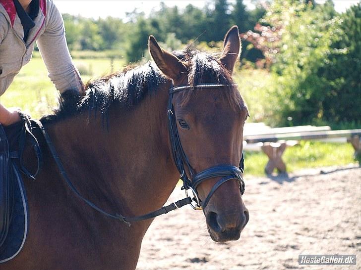 Trakehner BARCARDI ELMEGAARD  - SEEE MIIGG! billede 6