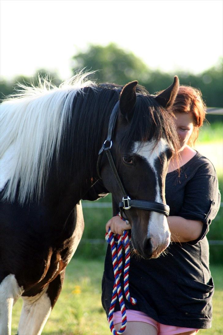 Pinto Jasmin Engbo billede 7