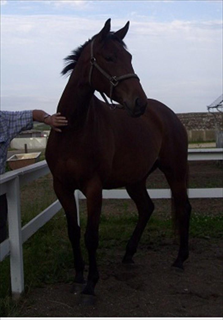 Trakehner BARCARDI ELMEGAARD  billede 13