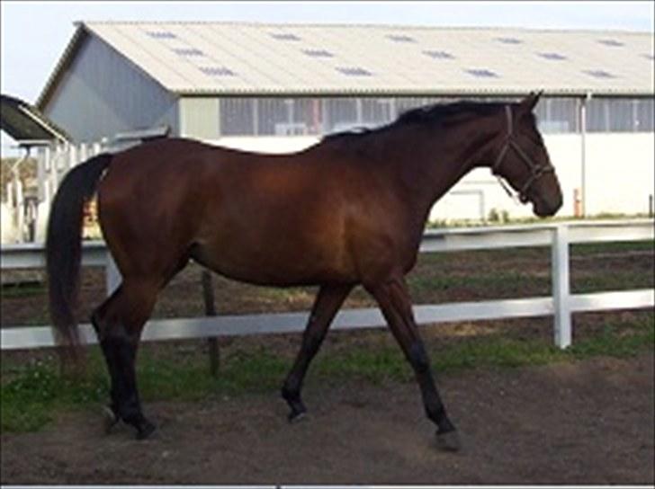 Trakehner BARCARDI ELMEGAARD  billede 3