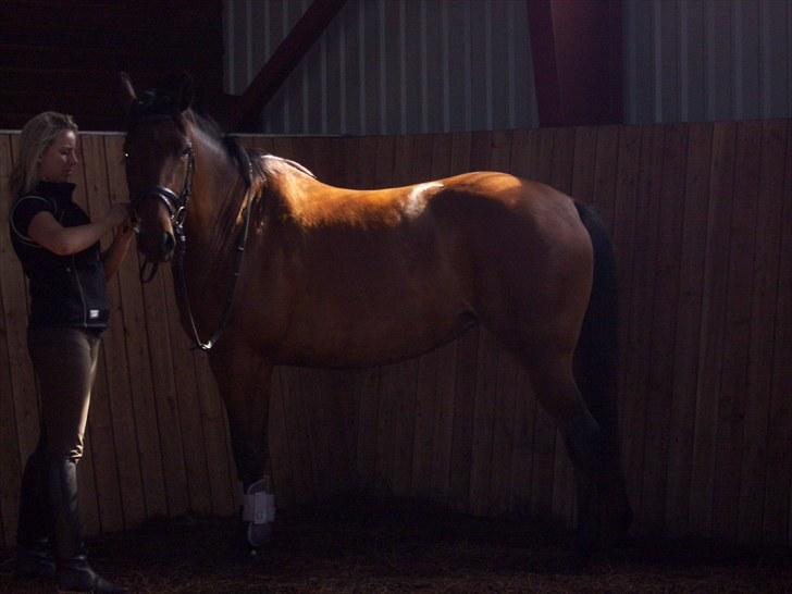 Trakehner BARCARDI ELMEGAARD  billede 4